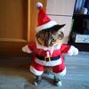 Рождественская одежда для кошек для маленьких собак, осенне-зимние теплые костюмы для котят, наряды для домашних животных Санта-Клауса, новогодний подарок, куртка для кошек