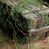 Flexible Fake Hanging Ivy Plants Evergreen Climbing Rattan Branches Ornamental Vines  Landscaping