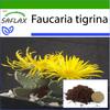 Tiger Jaw - 40 семян - С горшечным субстратом для лучшего выращивания - Faucaria tigrina