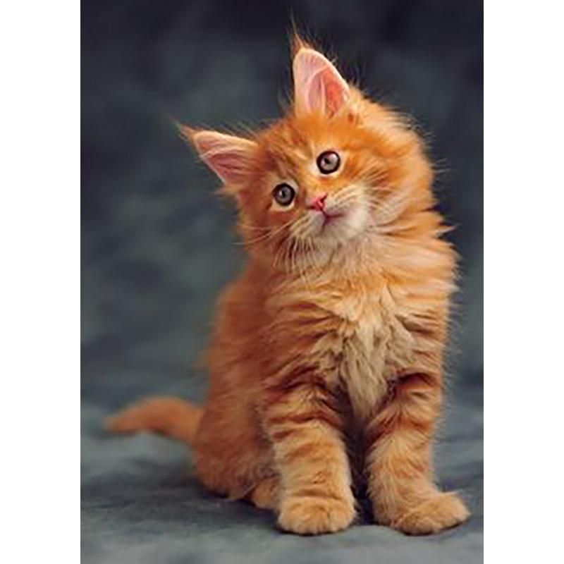 DIY 5D алмазная живопись животные вышивка кошка наборы крестиков полная круглая дрель мозаика со стразами настенная живопись подарок домашний декор