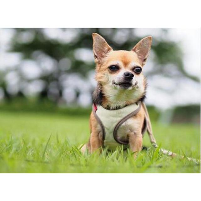 DIY 5D Алмазная картина Собака Мозаика Полный круглый дрель Вышивка крестом Алмазная вышивка