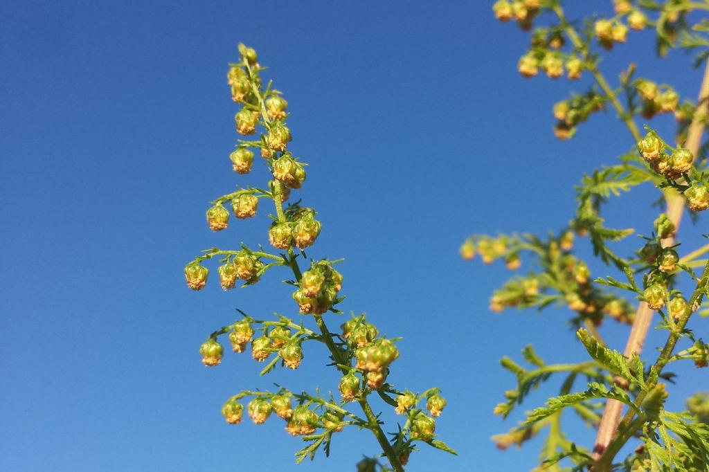 SAFLAX Garden in the Bag - Полынь сладкая Цин Хао - 250 семян - С субстратом в подходящем пакете - Artemisia annua