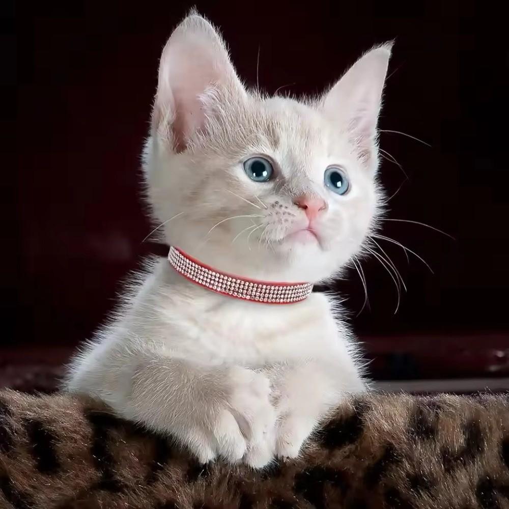 Crystal Diamond Rhinestone Pet Collar PU Leather Sparkling Cat Collar for Pet Supplies