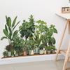 Тропическая зелень в горшках Наклейки на стену 3D Наклейки в виде листьев черепашьего панциря Для декора стен Спальня Гостиная Настенный ландшафтный декор