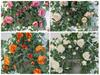 Artificial Rose Flower Vine Wall Decor for Air Conditioning Pipe and Storefronts