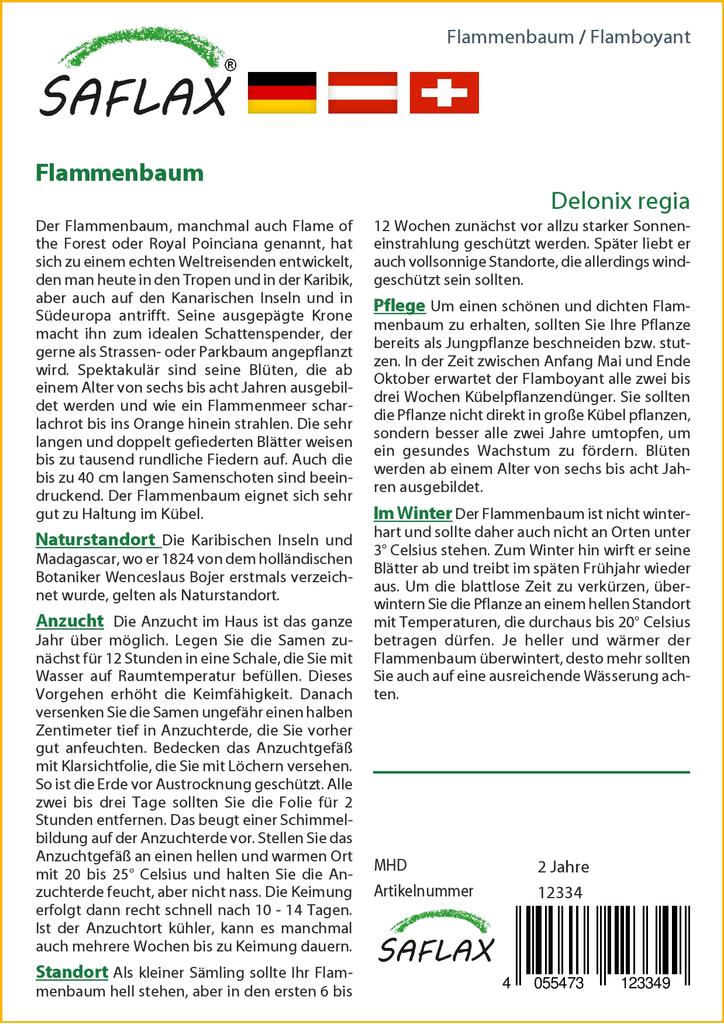 SAFLAX Яркий - 6 семян - Delonix regia