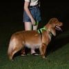 Light Up LED Dog Harness Adjustable Dog Glow Vest Practical Luminous Pet Chest Strap  Cats Pet