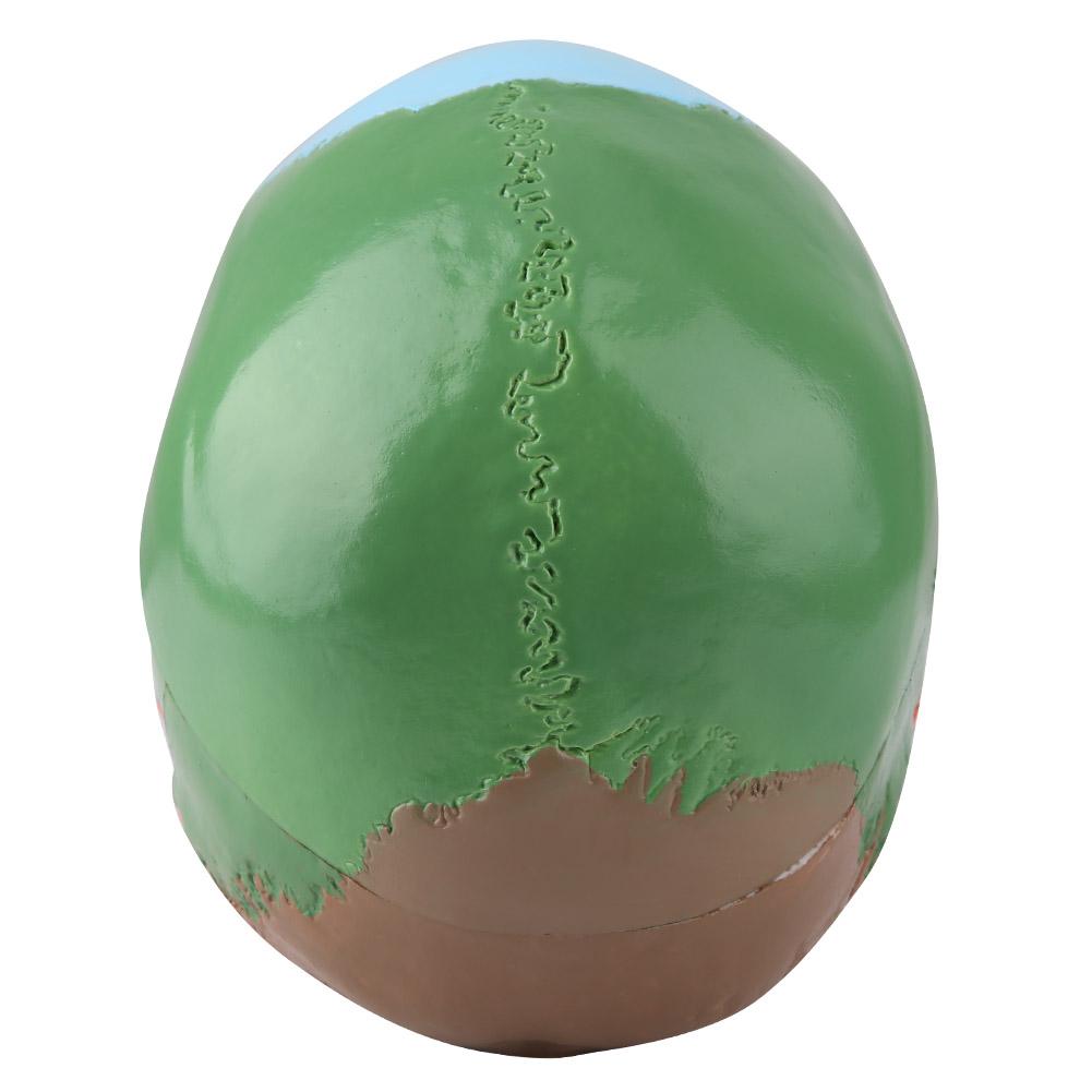 Медицинский инструмент для обучения, цветная анатомическая модель черепа взрослого человека с идентификационной карточкой