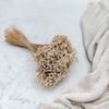 Dried Glixia - (Glycine Marcela) - Natural White