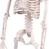 1 PC Party Supply Anatomical Photography Props Model Halloween Bone Human Skeleton