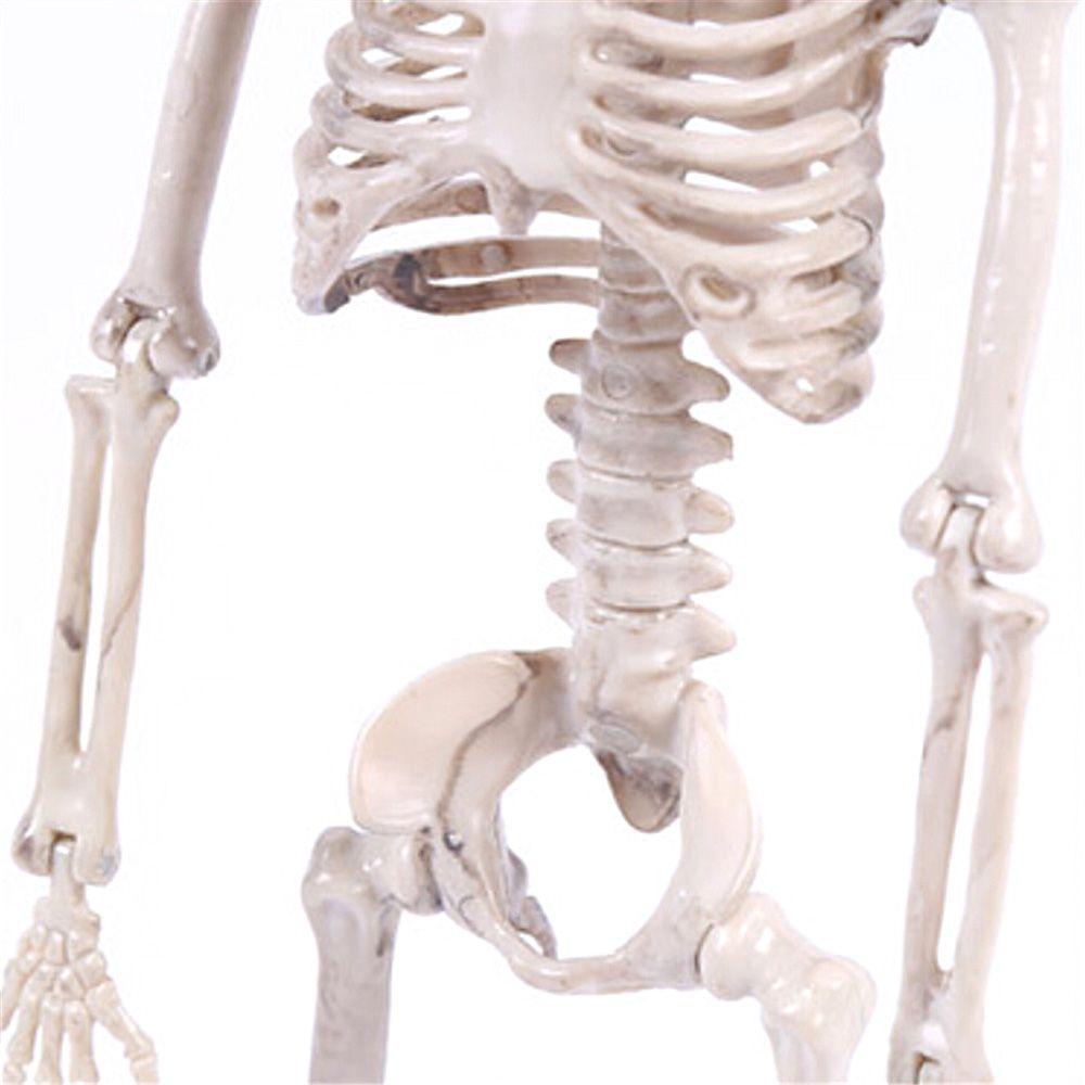 1 PC Party Supply Anatomical Photography Props Model Halloween Bone Human Skeleton