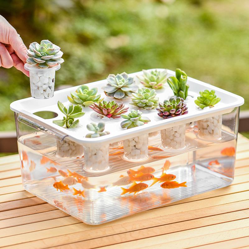 Экологичный аквариум для петушка: Стильный настольный микро-ландшафт для гостиной и офиса с аквариумом-симбиозом для золотых рыбок и растений