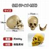 GlowBit Horror Halloween Decoration Human Body Model Prank Decoration Skull Peel Off Skeleton Bones Specimen Toy Haunted House Dentist Skull