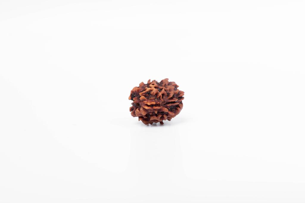 Natural 3 Mukhi Rudraksha Bead | Certified Authentic Rudraksha for Spiritual Growth | Genuine Sacred Bead for Meditation & Healing