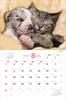Календарь Накаёши Собаки/Ньян на 2025 год Каждый день – время отдыха > ([Календарь])