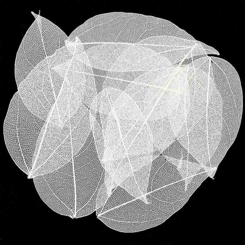 Тиснение 30 шт. Сухоцветы Чехол для телефона DIY Орнамент Аксессуары Ручная работа Материал Натуральный Алмаз Вены Изготовление Тиснение