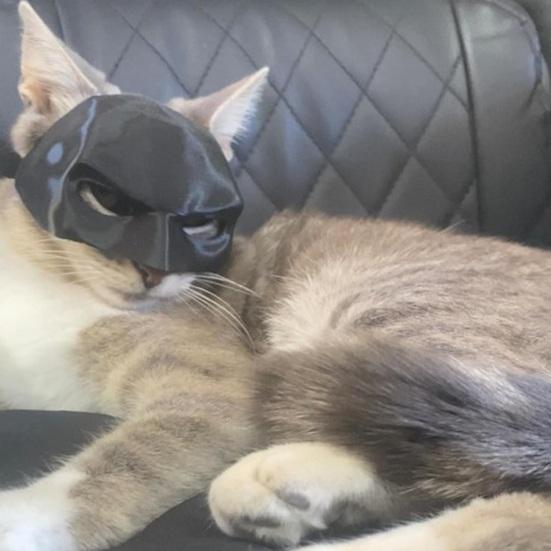 Bat Cat Mask Whimsical Cat Fancy Dress Mask Halloween Photo Props Superhero Pet Cosplay Costume Accessory