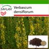 Коровяк крупноцветковый - 500 семян - С горшечным субстратом для лучшего выращивания - Verbascum densiflorum