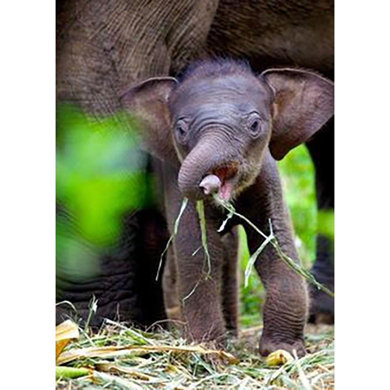 DIY Слон 5D алмазная живопись полная круглая дрель Алмазная вышивка животные мозаика наборы страз настенное искусство домашний декор подарок