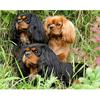 Full Diamond Embroidery Cavalier King Charles Spanies Dog 5D Diy Diamond Painting Cross Stitch