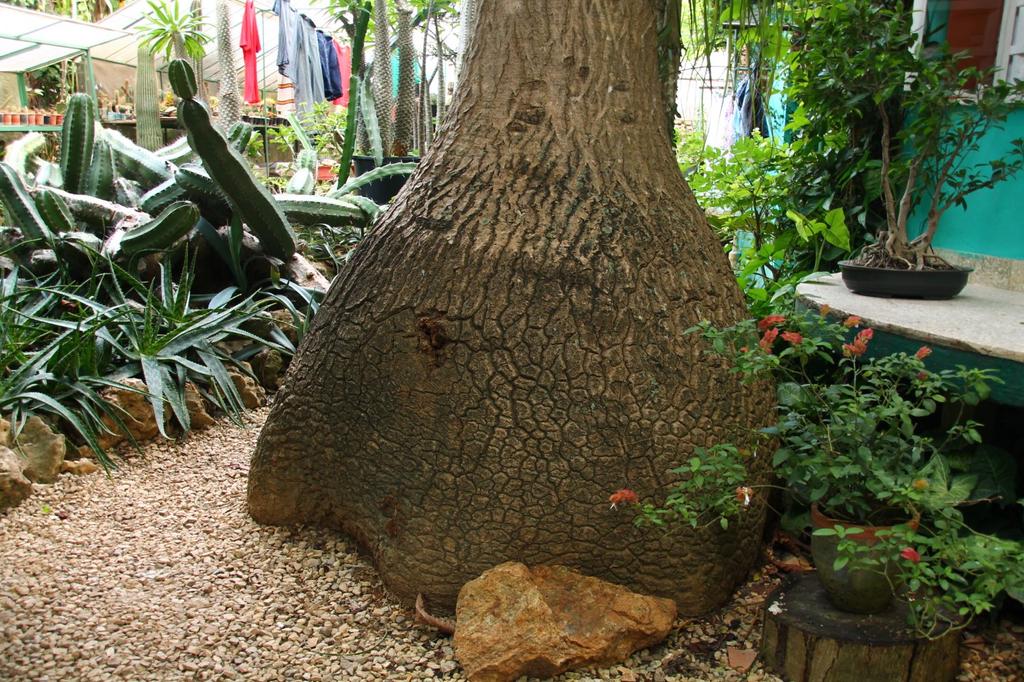 SAFLAX Ponytail Palm - 10 семян - Beaucarnea recurvata.