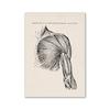 Vintage Human Anatomy Artwork Medical Wall Picture Muscle Skeleton Poster Canvas Art Print Education Hospital Pharmacy Paintings