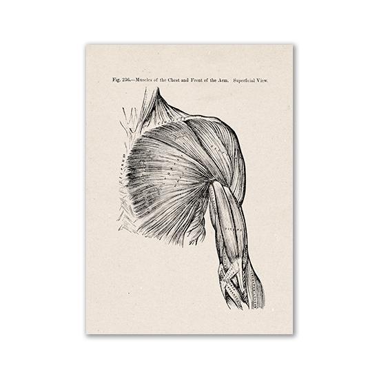 Vintage Human Anatomy Artwork Medical Wall Picture Muscle Skeleton Poster Canvas Art Print Education Hospital Pharmacy Paintings