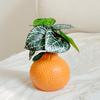 Orange Shaped Vase Small Design Hydroponics Vase Decorative Orange Fruit for Home Office
