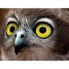 Мультфильм DIY 5D алмазная живопись наборы для вышивки крестом Сова животное полная круглая дрель горный хрусталь мозаика Алмазная вышивка домашний декор