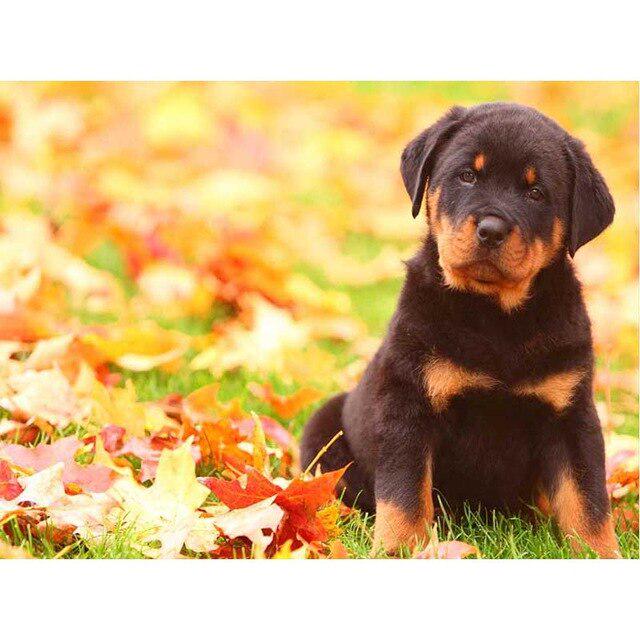 DIY 5D Алмазная картина Собака Милый питомец Вышивка крестом Алмазная вышивка Животное Мозаика Полный дрель Круглый