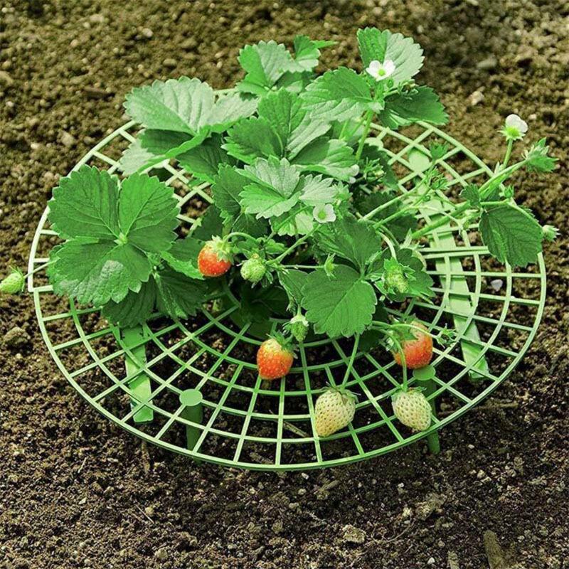 Стенд для поддержки ростков клубники. 30×30см