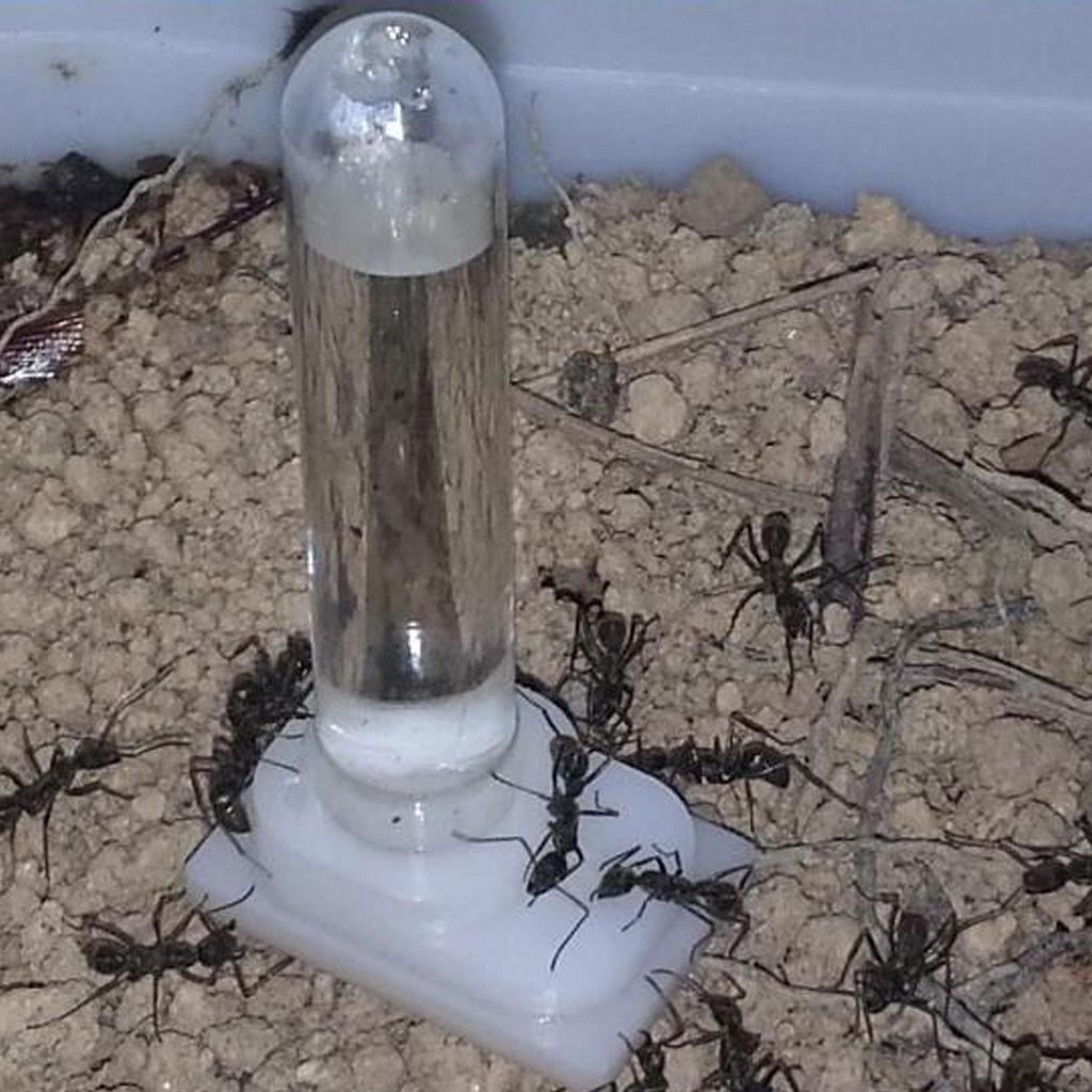 Water Cup Kit Drinking Accessories Small Watering Stations Tool Reusable Acrylic Storage