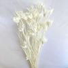 Preserved Rabbit Tail Grass Bouquet - DIY Dried Flower Decoration with Pampas Grass