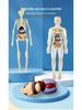 Children's Educational Anatomy Puzzle Toy - Cross-Border Human Skeleton Organ Assembly Model