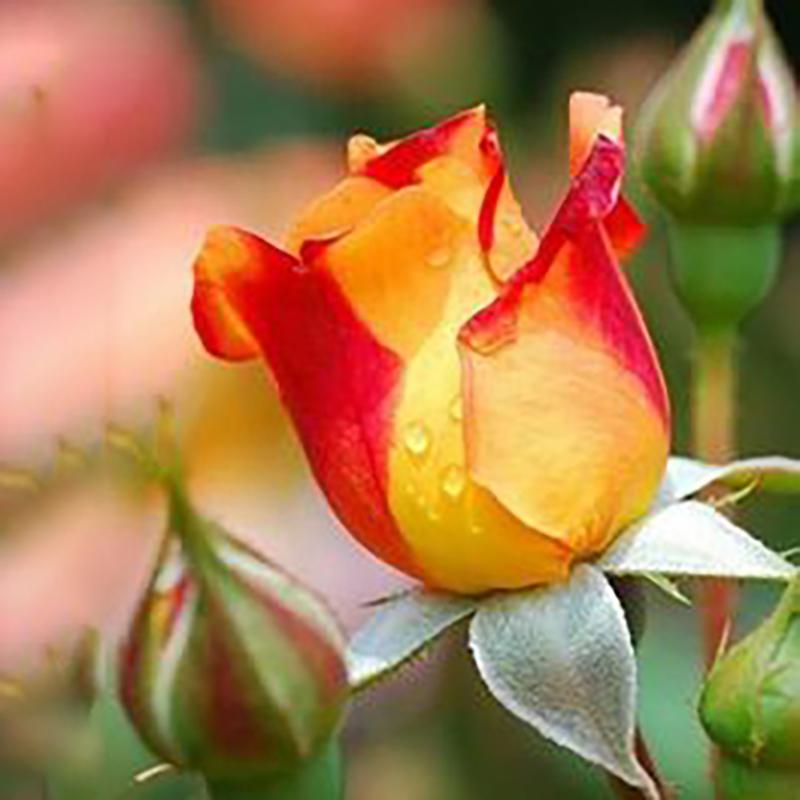 5D DIY Алмазная картина Полный круглый дрель Цветы Набор для вышивки крестом Алмазная вышивка Пион Горный хрусталь Искусство Домашний декор