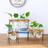 Desktop Decorative Glass Plant Terrarium with Wooden Stand Hydroponic Indoor Plants Display Holder