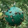 Fly Trap Hanging Sticky Round Ball Mosquitoes Insect Catcher for Park Kitchen