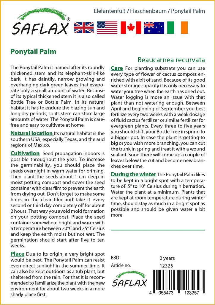 SAFLAX Ponytail Palm - 10 семян - Beaucarnea recurvata.