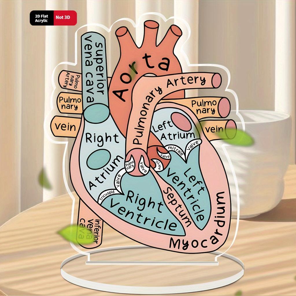 2D Модель Анатомии Сердца из Акрила - Образовательный и Декоративный Учебный Инструмент для Дома, Офиса, Класса, Клиники, Медицинского Кабинета
