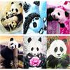 New 5D DIY Diamond Painting Panda Diamond Embroidery Animal Cross Stitch Full Round Drill Crafts Home Decor Manual Gift