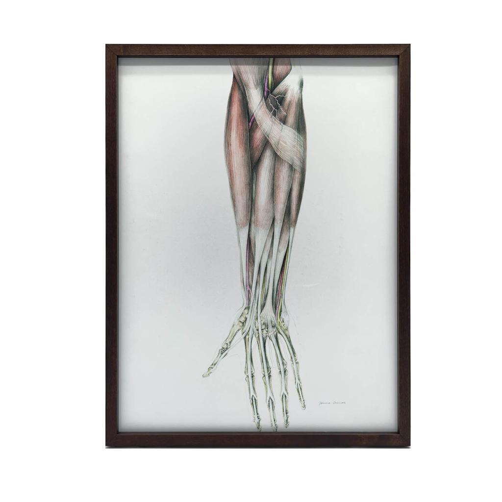 Forearm - Anatomical Poster Forearm - Anatomical Poster, 70X100 Cm, Unframed, Matte Paper 230 Gsm