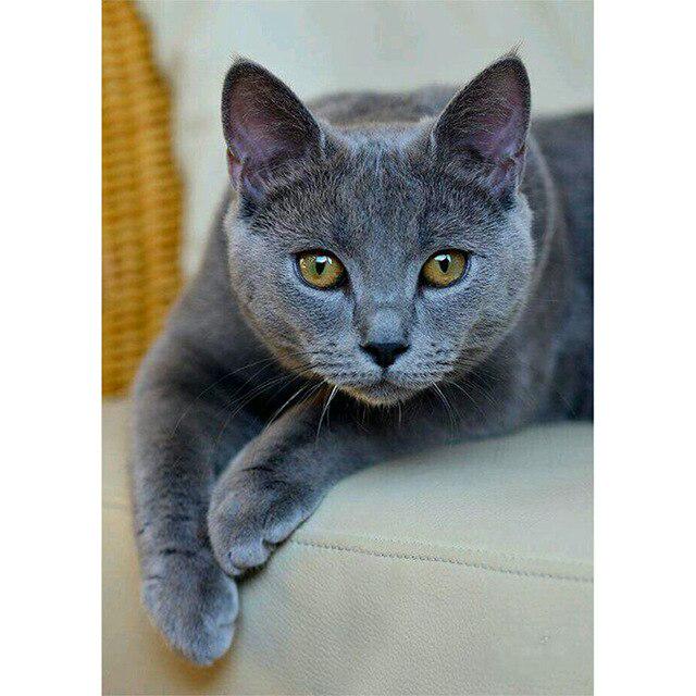 DIY 5D алмазная живопись кошка Алмазная вышивка крестиком полная круглая/квадратная картина с животными из горного хрусталя мозаика Настенный декор