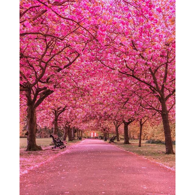 40x50 см краска по номерам розовое дерево пейзаж DIY картина по номерам вишни ручная роспись уникальный подарок домашний декор