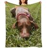 Summer Days with a Sharp-eyed Companion: A German Shorthair Pointer on the Hunt Throw Blanket Decorative Sofas Blankets