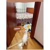 Metal Pet Retractable Gate Adjustable Safety Fence For Dogs Cats Indoor Outdoor Home Stairway Baby Proof For Families Cozy