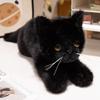 4555см Полосатый Лежащий Кот Плюшевая Игрушка Набитая Пушистый Мультяшный Животный Маленький Котенок Плюшевая Игрушка Успокаивающий Подарок на День Рождения