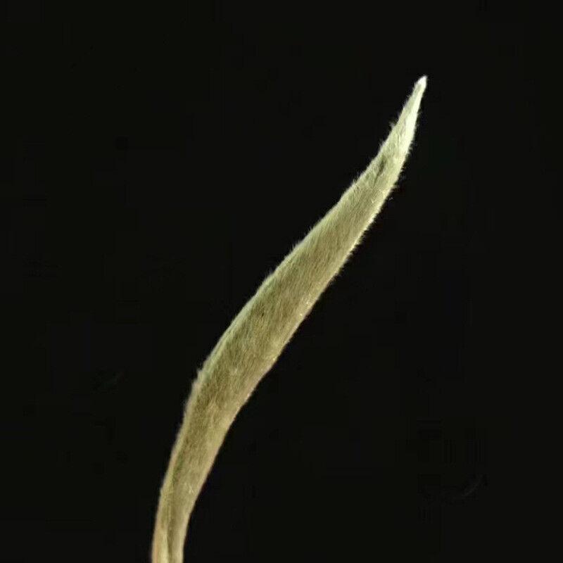 Иглы Hua Xiang Bai Hao Yin Bai Cha Ya Tou Chun Cha Tou Cai Xin Cha 100г