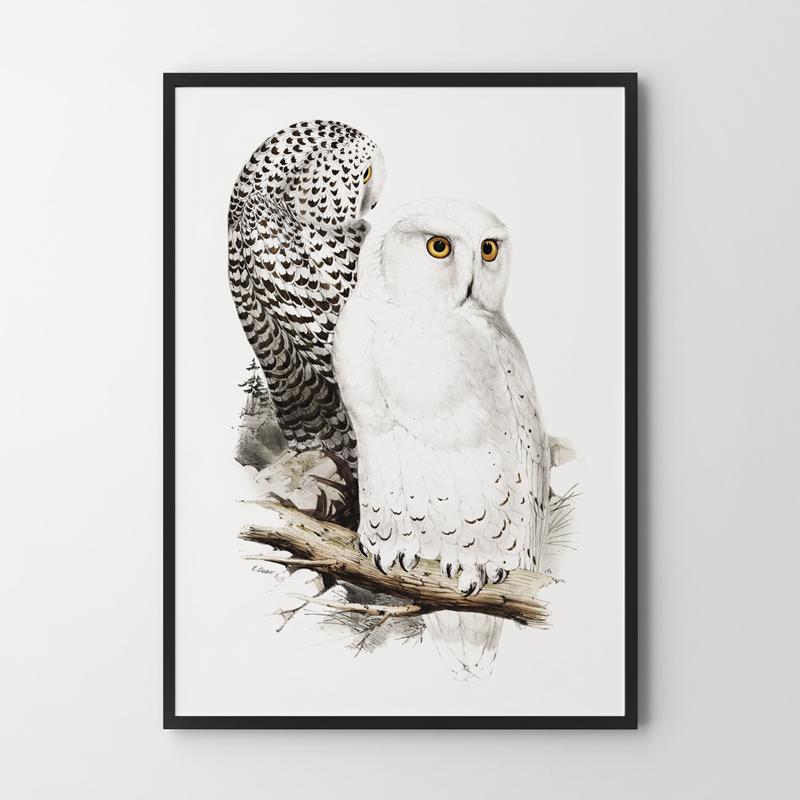 Poster Owl Owls Vintage