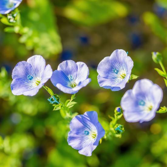 KLORANE Шампунь Flex 400мл