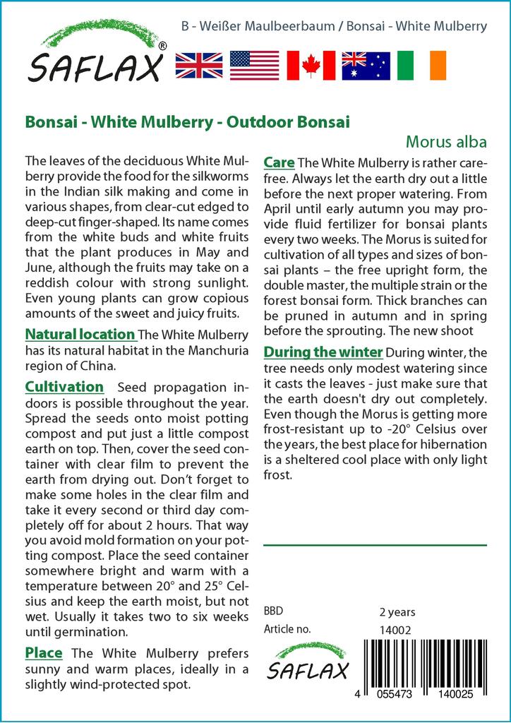 SAFLAX Бонсай - Белая шелковица - 200 семян - С горшечным субстратом для лучшего выращивания - Morus alba